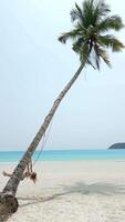 donna oscillante su un' Noce di cocco palma albero su un' tropicale spiaggia. video