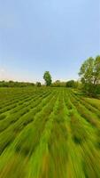 te plantage kullar i chiang rai, nordlig thailand. video