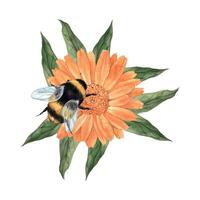 Watercolor composition with calendula, green leaves and large bumblebee. Illustration is hand drawn, suitable for menu design, packaging, poster, website, textile, invitation, brochure, textile vector