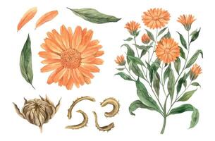 Watercolor botanical set of calendula flowers. Hand drawn illustration on isolated background, suitable for menu design, packaging, poster, website, textile, invitation, brochure, textile vector