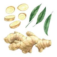 Watercolor set of juicy ginger with slices and green leaves. Illustration hand drawn on isolated background, suitable for menu design, packaging, poster, website, textile, invitation, brochure vector