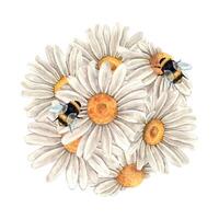 Watercolor floral composition of daisies with bees around. Illustration is hand drawn, suitable for menu design, packaging, poster, website, textile, invitation, brochure, textile vector