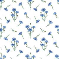 Seamless floral pattern with cornflowers isolated on a white background. vector