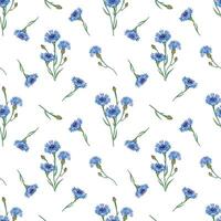 Seamless floral pattern with cornflowers isolated on a white background. vector