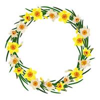 Empty circular floral wreath of daffodils isolated on white background. vector