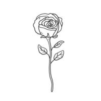 Rose with stem and leaves. Hand drawn doodle and linear drawing style. Sketch of garden flower isolated on white background vector