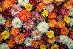 AI generated Flowers Wall Background with Amazing Red, Orange, Pink, Purple, Green and White Chrysanthemum Flowers ,wedding Decoration, Hand Made Beautiful Flower Wall Background photo