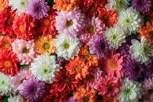 AI generated Flowers Wall Background with Amazing Red, Orange, Pink, Purple, Green and White Chrysanthemum Flowers ,wedding Decoration, Hand Made Beautiful Flower Wall Background photo