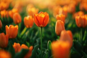 ai generado naranja tulipán, en pie en el centrar de un grande grupo de tulipanes en frente de un verde campo, en el estilo de romántico suave atención y etéreo ligero. selectivo enfocar. generativo ai foto