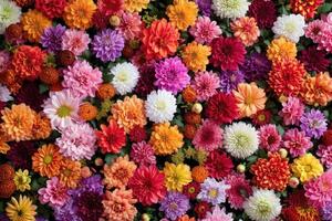 AI generated Flowers Wall Background with Amazing Red, Orange, Pink, Purple, Green and White Chrysanthemum Flowers ,wedding Decoration, Hand Made Beautiful Flower Wall Background photo