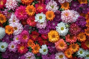 AI generated Flowers Wall Background with Amazing Red, Orange, Pink, Purple, Green and White Chrysanthemum Flowers ,wedding Decoration, Hand Made Beautiful Flower Wall Background photo