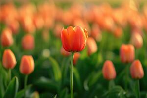 AI generated Orange Tulip, Standing in The Center of a Large Group of Tulips in Front of a Green Field, in The Style of Romantic Soft Focus and Ethereal Light. Selective Focus. generative ai photo