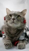 un linda gris gato escocés Derecho es vistiendo un Chirt con rojo corazón patrones y un rojo corbata de moño en febrero 14 para San Valentín día. el mascota es acostado abajo en superficie blanco antecedentes foto