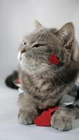 A cute gray cat scottish straight is wearing a chirt with red heart patterns and a red bowtie on February 14 for Valentine's Day. The pet is lying down on surface white background photo