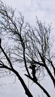 A professional arborist cuts a tree branch with a chainsaw in winter. A man on insurance with a helmet, cuffs. Vertical photo