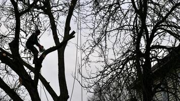 un persona, hombre, arbolista es el cortar y corte un árbol en frente de un casa debajo el nublado invierno cielo, alterando el natural paisajismo foto