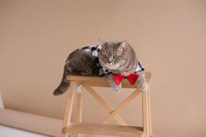 A Pet Scottish straight eared cat in costume shirt and a red tie sits on a chair in a brown video production studio, photo