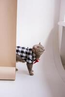 A Pet Scottish straight eared cat working in costume shirt and a red tie in a white video production studio photo
