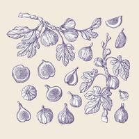 Figs vintage set. Vector nature tree, hand drawn branch, engraved fruit, texture leaf. Art sketch illustration on white background. Botanical collection of isolate. Raw exotic fruit. Summer harvest