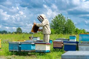 Farmer in protective suit working on the bee field. Worker carring out the bee hives. photo