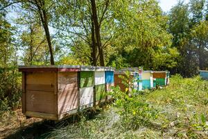 Hives of different size and color stand in the apiary surrounded by trees. Summer day. No people. photo