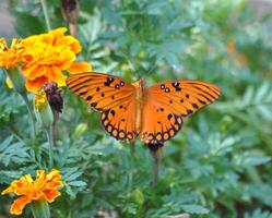 Monarch, Beautiful Butterfly Photography, Beautiful butterfly on flower, Macro Photography, Beautyful Nature photo