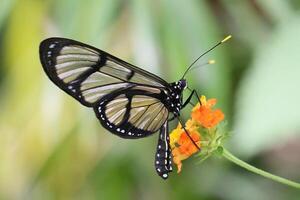 Monarch, Beautiful Butterfly Photography, Beautiful butterfly on flower, Macro Photography, Beautyful Nature photo