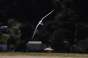 pájaro fotografía, pájaro imagen, más hermosa pájaro fotografía, naturaleza fotografía foto