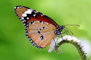 monarca, hermosa mariposa fotografía, hermosa mariposa en flor, macro fotografía, bello naturaleza foto