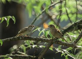 Bird Photography, Bird Picture, Most Beautiful Bird Photography, Nature Photography photo