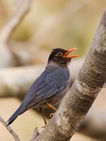 pájaro fotografía, pájaro imagen, más hermosa pájaro fotografía, naturaleza fotografía foto