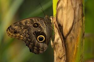 monarca, hermosa mariposa fotografía, hermosa mariposa en flor, macro fotografía, bello naturaleza foto