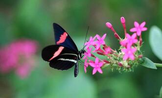 monarca, hermosa mariposa fotografía, hermosa mariposa en flor, macro fotografía, bello naturaleza foto