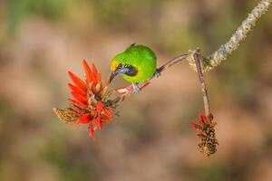 pájaro fotografía, pájaro imagen, más hermosa pájaro fotografía, naturaleza fotografía foto