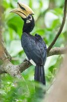 pájaro fotografía, pájaro imagen, más hermosa pájaro fotografía, naturaleza fotografía foto