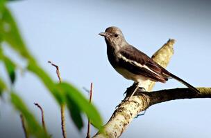 pájaro fotografía, pájaro imagen, más hermosa pájaro fotografía, naturaleza fotografía foto