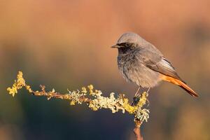 Bird Photography, Bird Picture, Most Beautiful Bird Photography, Nature Photography photo