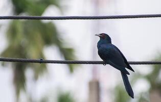 pájaro fotografía, pájaro imagen, más hermosa pájaro fotografía, naturaleza fotografía foto