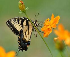 Monarch, Beautiful Butterfly Photography, Beautiful butterfly on flower, Macro Photography, Beautyful Nature photo