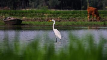 pájaro fotografía, pájaro imagen, más hermosa pájaro fotografía, naturaleza fotografía foto