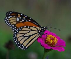 monarca, hermosa mariposa fotografía, hermosa mariposa en flor, macro fotografía, bello naturaleza foto