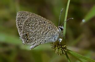 monarca, hermosa mariposa fotografía, hermosa mariposa en flor, macro fotografía, bello naturaleza foto