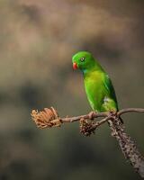 pájaro fotografía, pájaro imagen, más hermosa pájaro fotografía, naturaleza fotografía foto