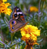 monarca, hermosa mariposa fotografía, hermosa mariposa en flor, macro fotografía, bello naturaleza foto