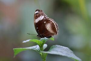 monarca, hermosa mariposa fotografía, hermosa mariposa en flor, macro fotografía, bello naturaleza foto