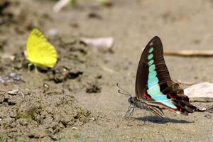 Monarch, Beautiful Butterfly Photography, Beautiful butterfly on flower, Macro Photography, Beautyful Nature photo