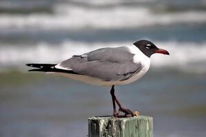 pájaro fotografía, pájaro imagen, más hermosa pájaro fotografía, naturaleza fotografía foto