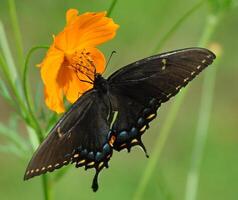 monarca, hermosa mariposa fotografía, hermosa mariposa en flor, macro fotografía, bello naturaleza foto