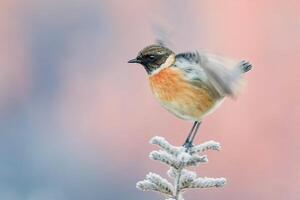 pájaro fotografía, pájaro imagen, más hermosa pájaro fotografía, naturaleza fotografía foto