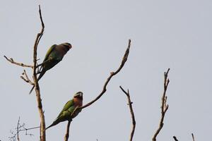 pájaro fotografía, pájaro imagen, más hermosa pájaro fotografía, naturaleza fotografía foto